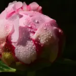 Hvad koster det at bygge et sommerhus? Få regnestykket – undgå dyre overraskelser