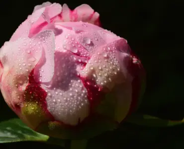 11 stauder der blomstrer fra maj til oktober