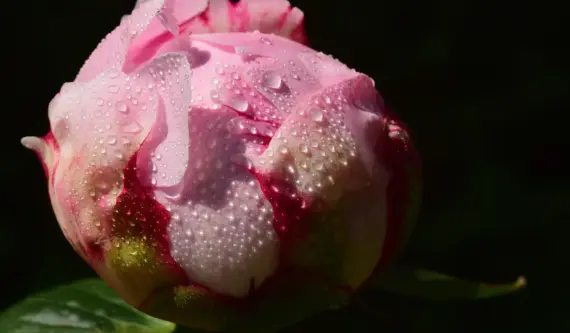 11 stauder der blomstrer fra maj til oktober