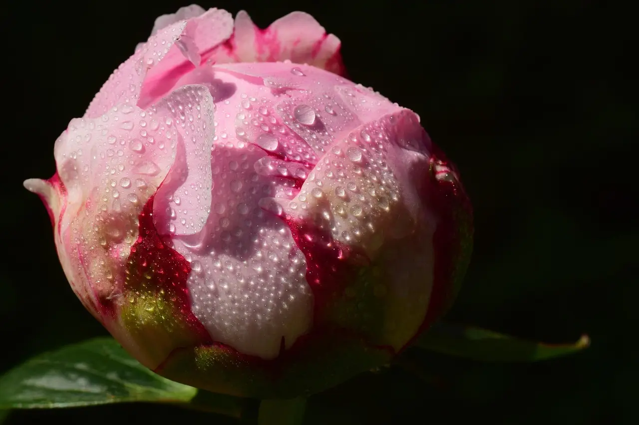 11 stauder der blomstrer fra maj til oktober
