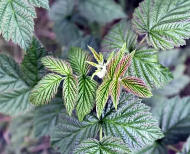 6 nemme bærbuske til små haver i halvskygge