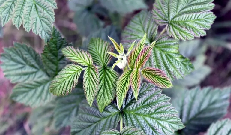 6 nemme bærbuske til små haver i halvskygge