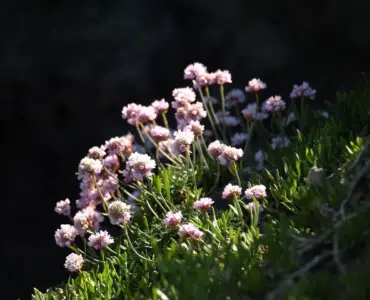 7 hårdføre stauder til sandjord i kysthaver