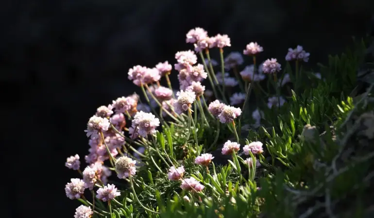 7 hårdføre stauder til sandjord i kysthaver