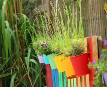 7 tørketålende planter til solrige krukker