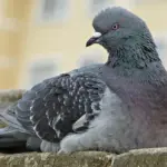 Sådan beskærer du solbærbuske efter høst