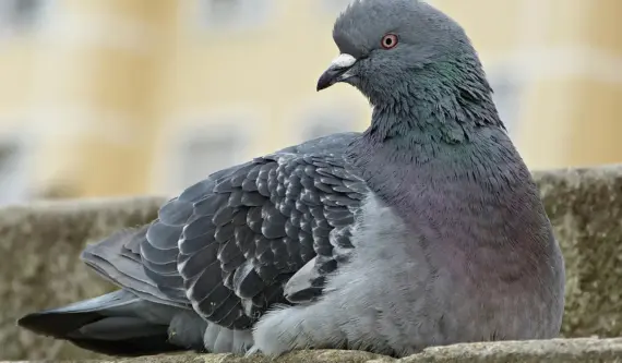 9 tegn på sætningsskader i murværket