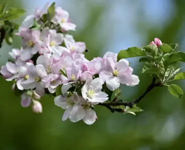 Bestøvning af æbletræer: sådan vælger du kompatible sorter