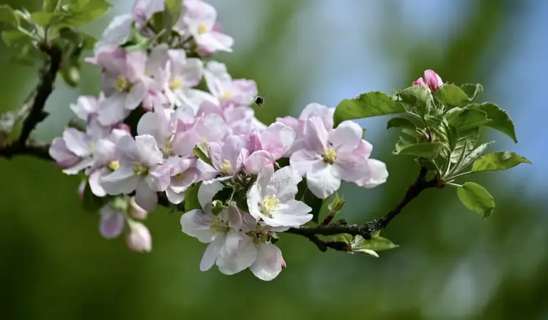 Bestøvning af æbletræer: sådan vælger du kompatible sorter