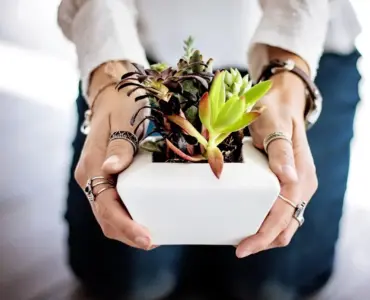 Guide til surbund i krukker på altanen