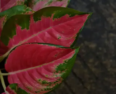 Hvad er drivhus effekten? Den usynlige varme, der ændrer din fremtid