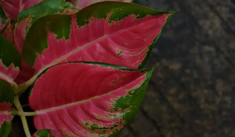 Hvad er drivhus effekten? Den usynlige varme, der ændrer din fremtid