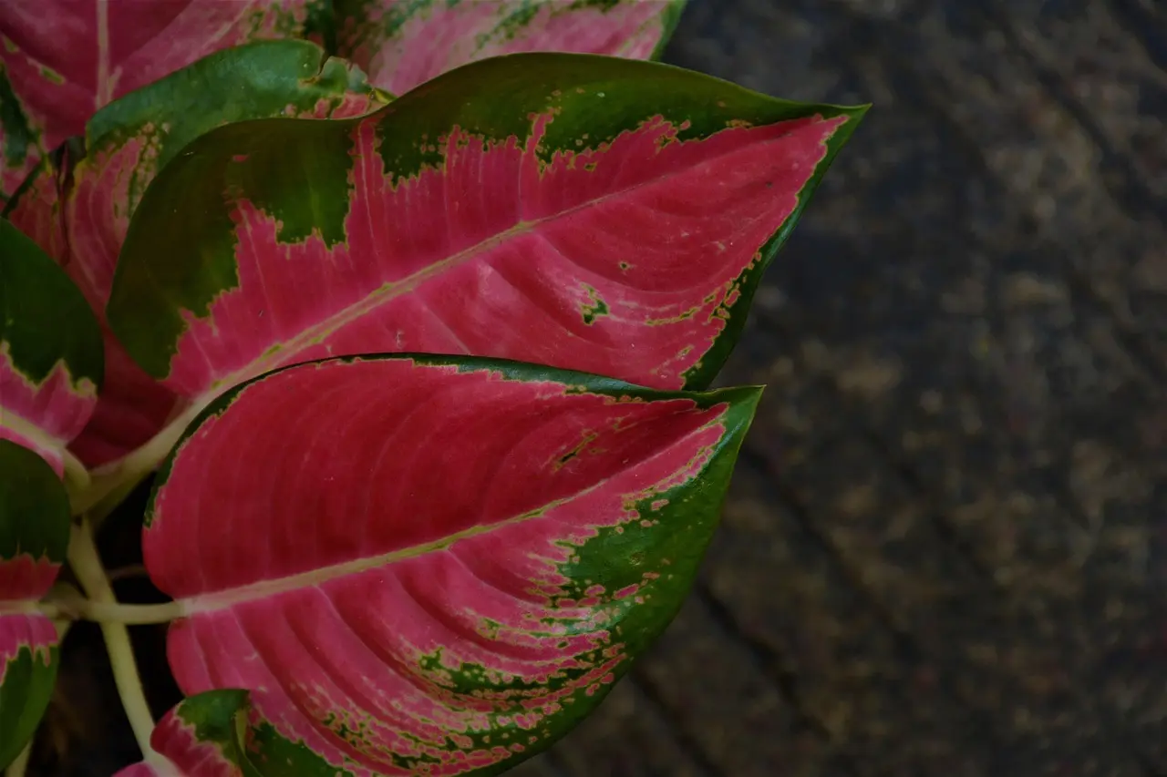 Hvad er drivhus effekten? Den usynlige varme, der ændrer din fremtid