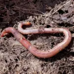 Guide: Sådan monterer du en dørpumpe på en tung hoveddør