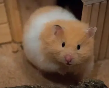 Hvad koster et hamster i Plantorama? Pris, pleje-tips og 5 overraskende sandheder