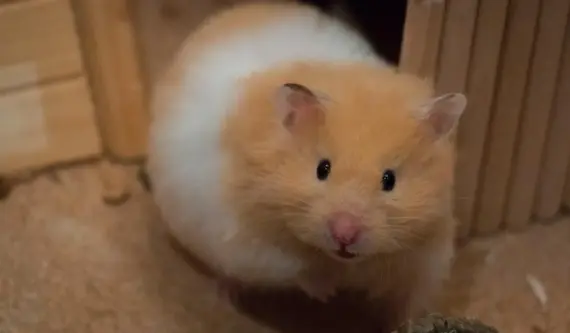 Hvad koster et hamster i Plantorama? Pris, pleje-tips og 5 overraskende sandheder