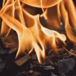 Såtid og rækkeafstand for rødbeder i højbede