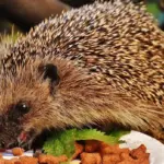 Hvor længe gælder en tilstandsrapport? Få styr på fristerne og undgå dyre overraskelser