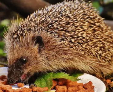 Hvem spiser dræbersnegle? Opdag naturens hemmelige jagere
