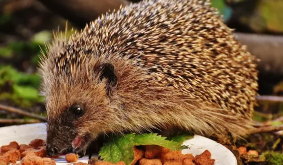 Hvem spiser dræbersnegle? Opdag naturens hemmelige jagere