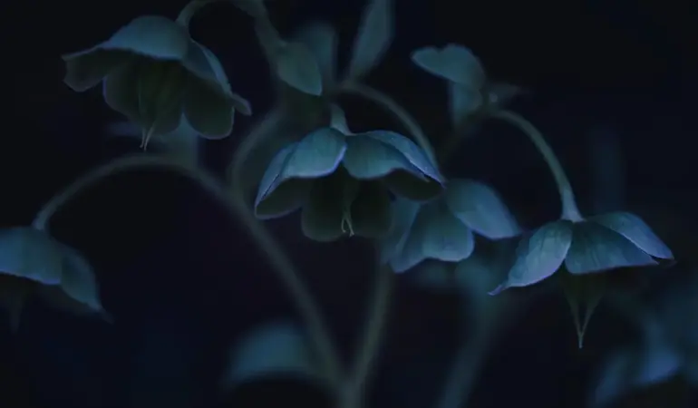 Hvilke skyggeplanter trives i en nordvendt have?