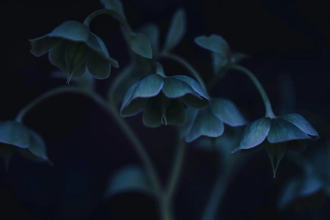 Hvilke skyggeplanter trives i en nordvendt have?