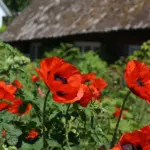 Hvornår blomstrer hortensia? Sådan får du store, farvestrålende blomster hele sæsonen