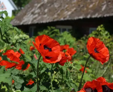 Hvor bor Bonderøven? Hemmeligheden bag hans idylliske gård
