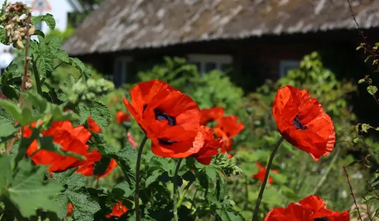 Hvor bor Bonderøven? Hemmeligheden bag hans idylliske gård