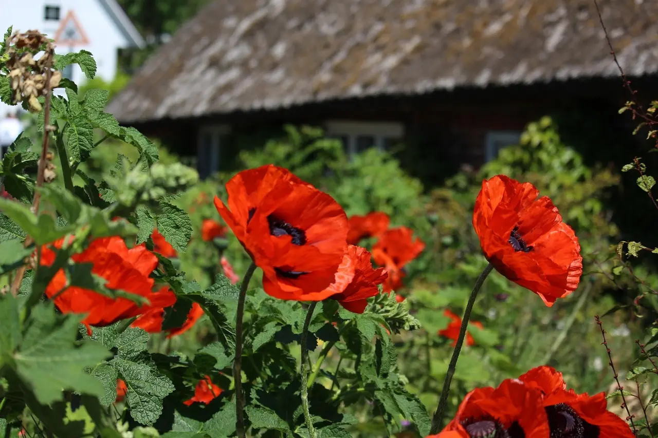 Hvor bor Bonderøven? Hemmeligheden bag hans idylliske gård