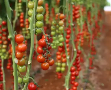 Hvor ofte skal drivhustomater vandes i juli?