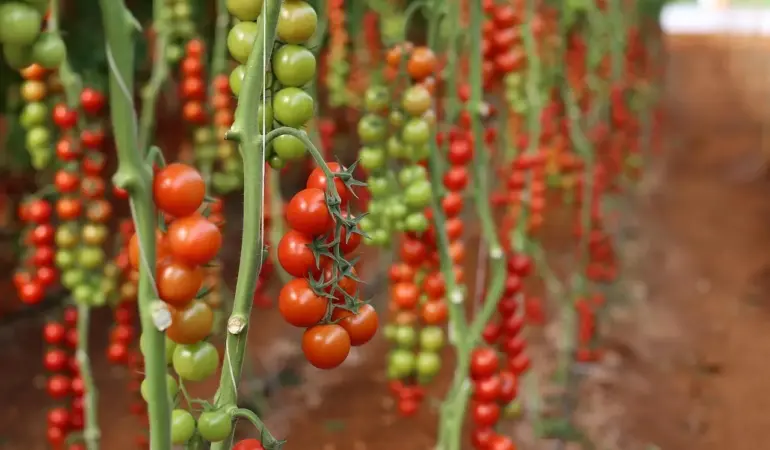 Hvor ofte skal drivhustomater vandes i juli?