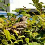 Hvordan retter jeg en skæv vinduesramme i træ?