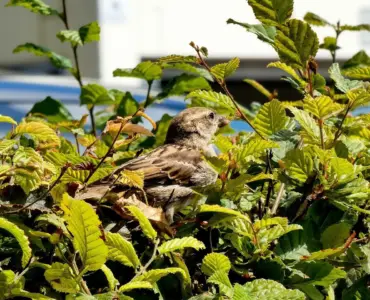 Hvor ofte skal en nyplantet hæk vandes den første sommer?