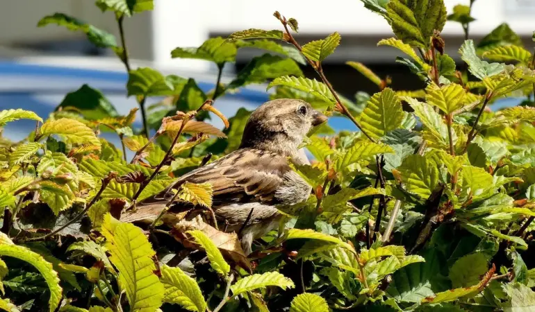 Hvor ofte skal en nyplantet hæk vandes den første sommer?