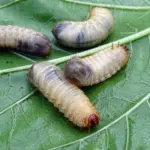 Sådan beskærer du solbærbuske efter høst