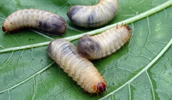 Hvordan bekæmper man bladlus? 7 hurtige, miljøvenlige tricks der virker