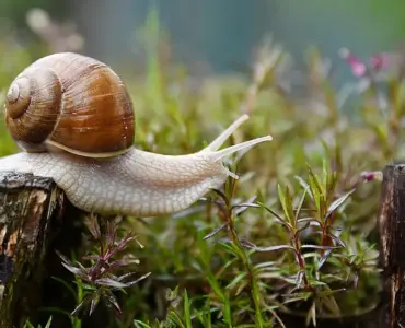 Hvordan dræber man dræbersnegle? Eksperternes humane og effektive løsninger