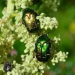 Hvor kommer bladlus fra? Hemmelighederne bag deres hurtige invasion og hvordan du stopper dem