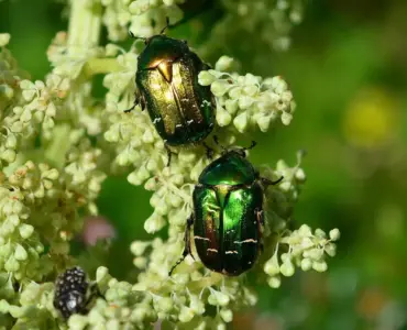 Hvordan fjerner man bladlus? 7 nemme, naturlige metoder der redder dine planter