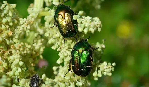 Hvordan fjerner man bladlus? 7 nemme, naturlige metoder der redder dine planter