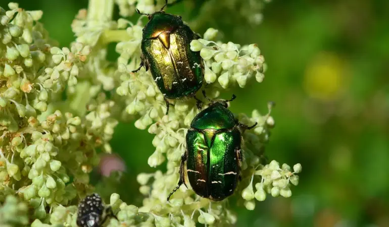 Hvordan fjerner man bladlus? 7 nemme, naturlige metoder der redder dine planter