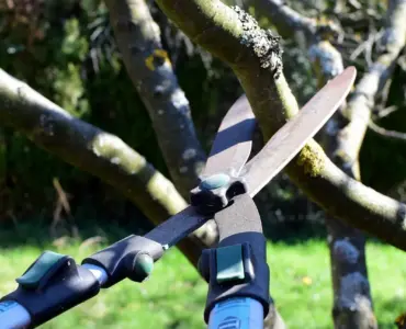 Hvornår beskærer man rhododendron? Sådan får du frodig blomstring og undgår fejl