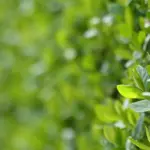 Hvor ofte skal en nyplantet hæk vandes den første sommer?