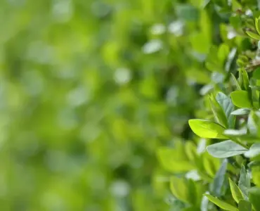 Hvornår planter man ligusterhæk? - Den ultimative guide til timing og succes