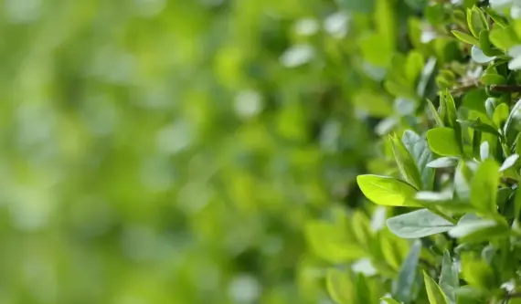 Hvornår planter man ligusterhæk? - Den ultimative guide til timing og succes