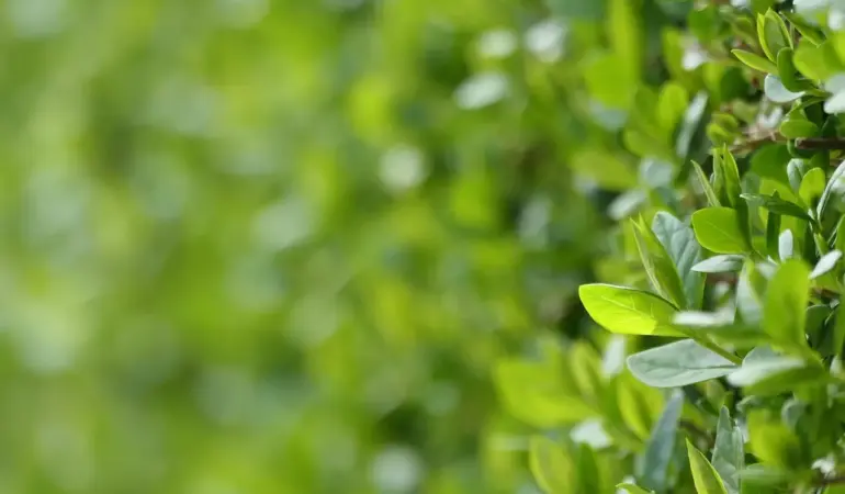 Hvornår planter man ligusterhæk? - Den ultimative guide til timing og succes