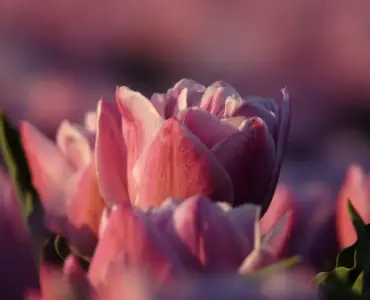 Hvornår sætter man tulipanløg? Den ultimative guide til et blomstrende forår