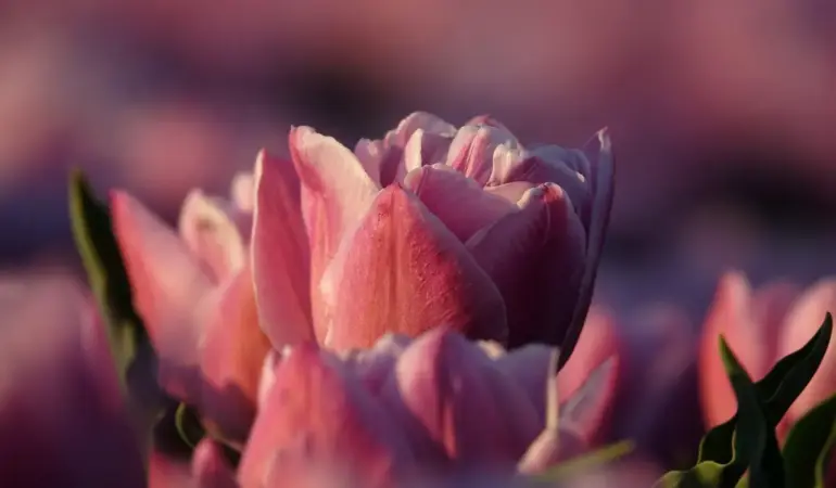 Hvornår sætter man tulipanløg? Den ultimative guide til et blomstrende forår