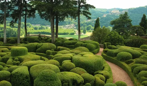 Hvornår skal man klippe sommerfuglebusk ned? Sådan får du flere blomster og længere blomstringssæson